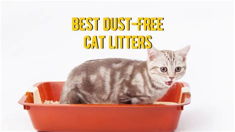 best dust free cat litter|10 Best Dust Free Cat Litters In 2024 .